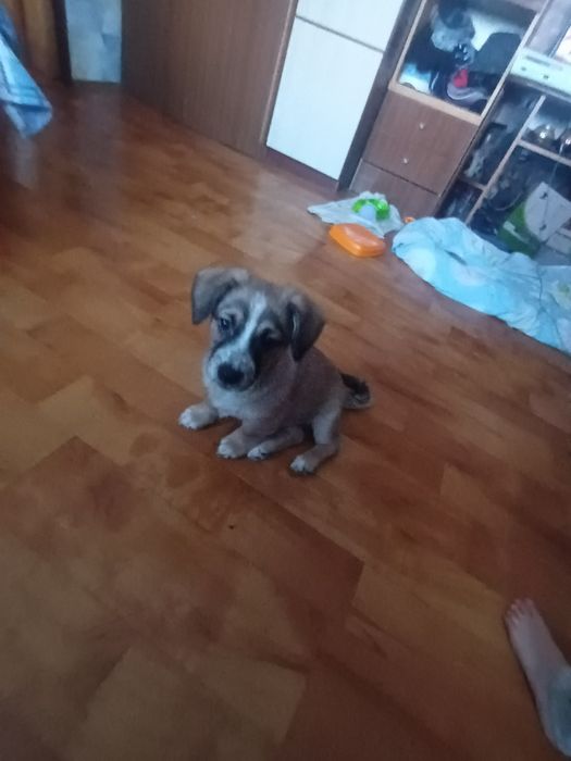 Oddam 3,5.miesieczne szczeniaczki