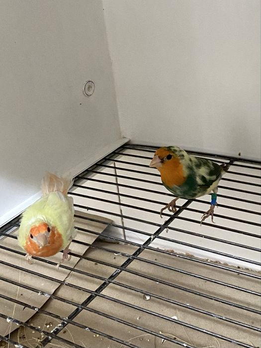 Diamantes papagaios, verde mar, áqua e lutinos