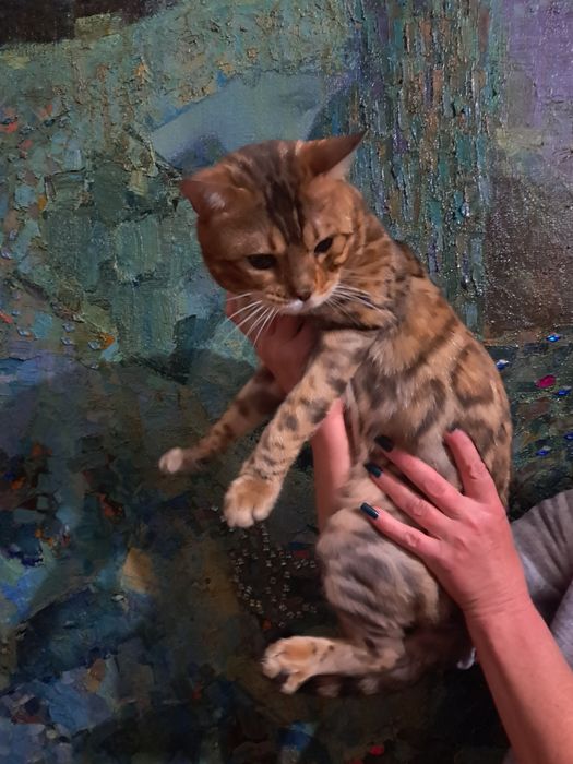 Бенгальський котик