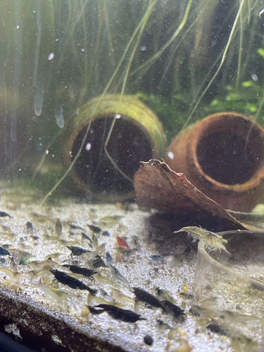 Camarões Neocaridina Multicolor Descartes de Seleções e Apuramentos