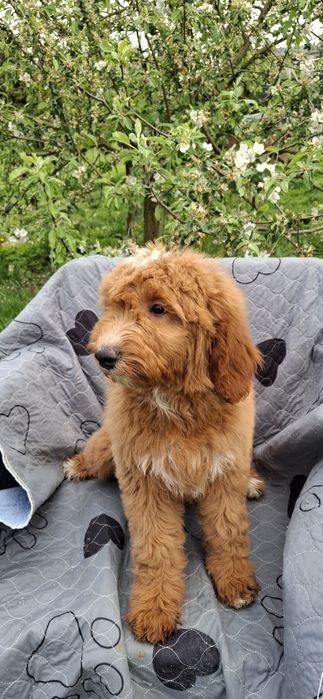Goldendoodle f1 standard