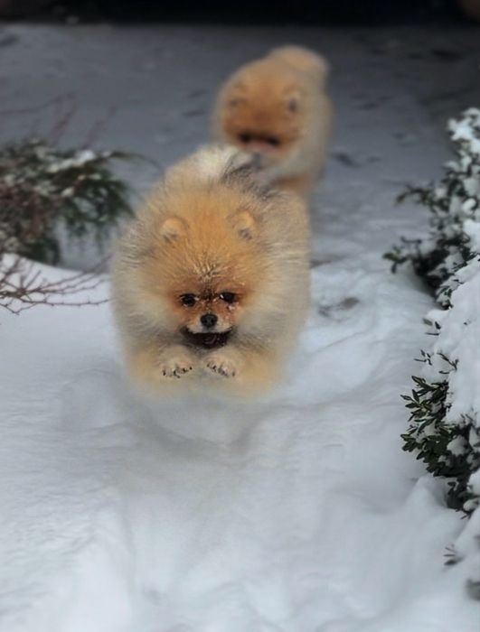 Щенки померанского шпица