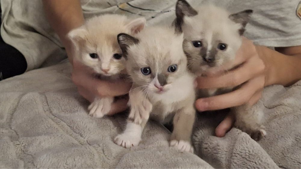 Сіамські кошенята