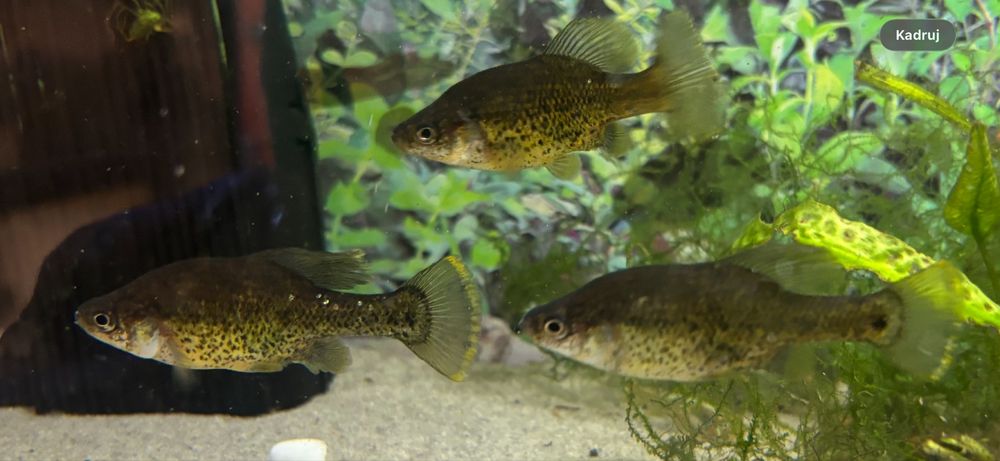 Chapalichthys  pardalis