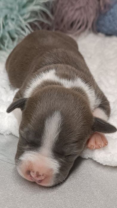 Nirvana блакитна красуня АСТ,розплідник КСУ