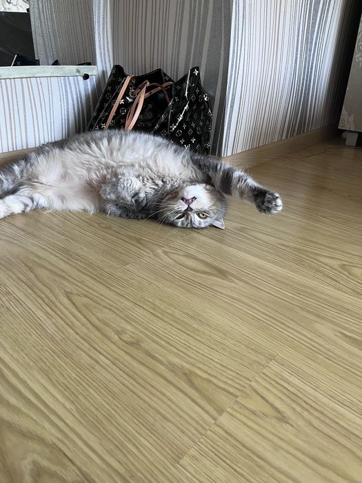 Віддам кота в добрі руки