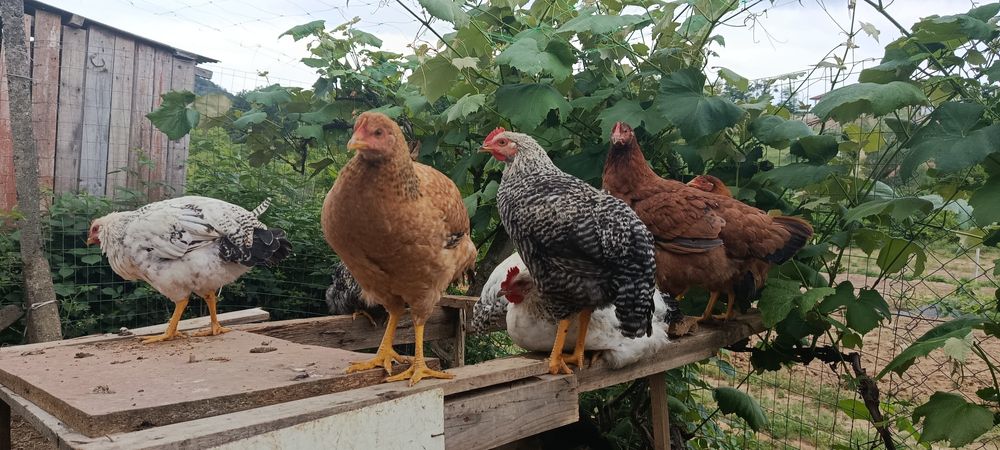 Продам живих півників