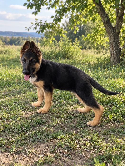 Щенята німецької вівчарки