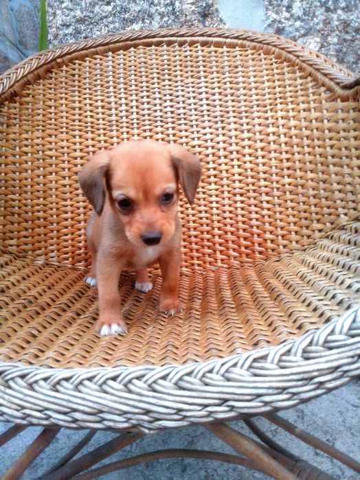 Cachorrinho para adoção responsável