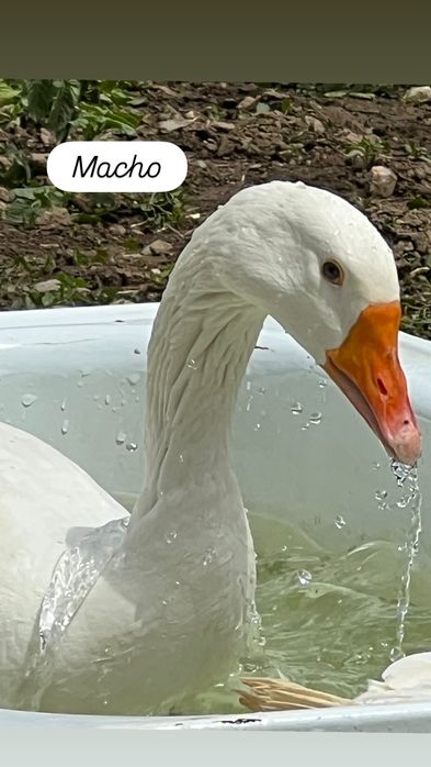 Vendo casal de gansos