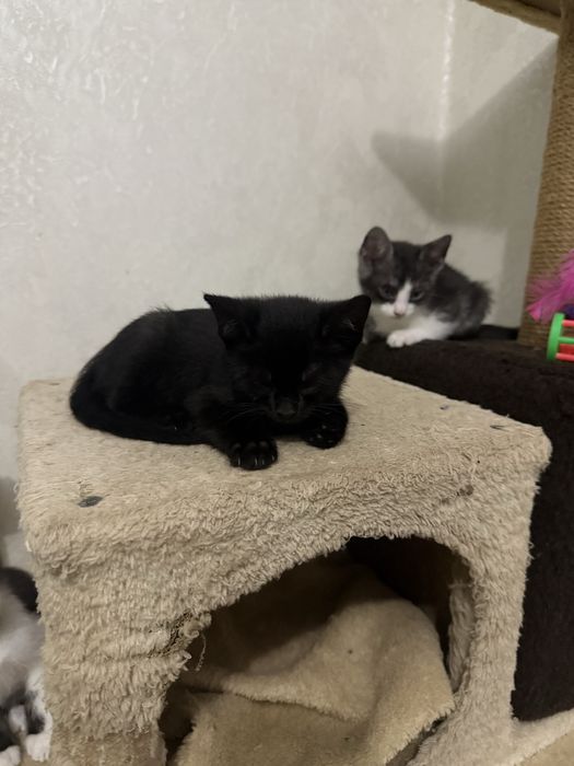 Віддам в добрі руки маленьких кошенят!!!