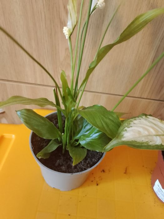 Sprzedam dwie młode sadzonki roślin pokojowych