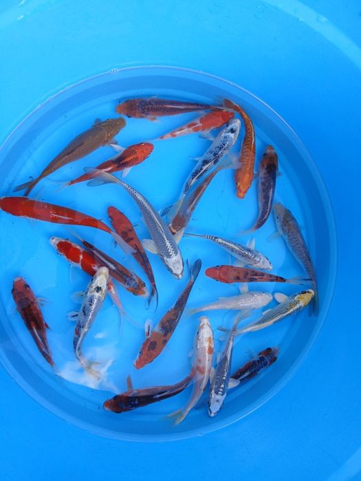 Carpas  koi 15cm