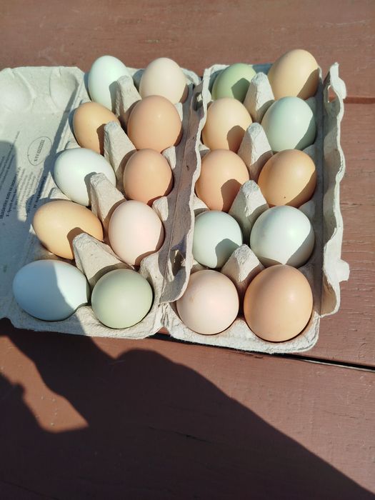 Jajka swojskie sprzedam