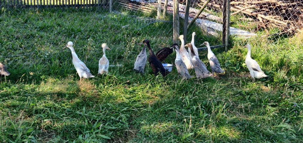 Kaczki biegusy indyjskie
