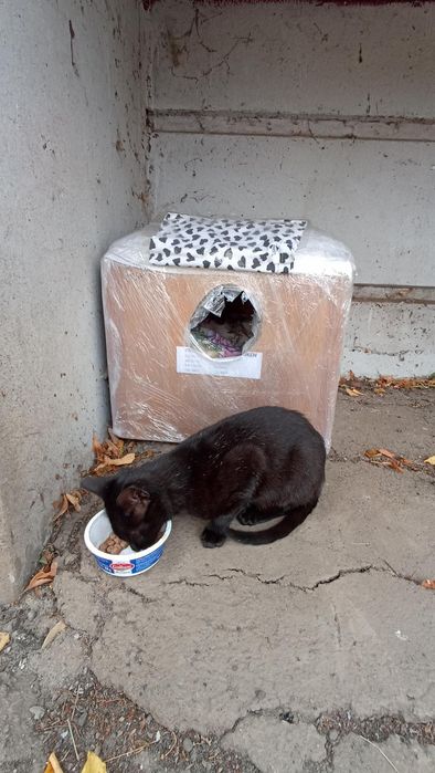 Отдам чёрного котенка, девочка, 6 месяцев