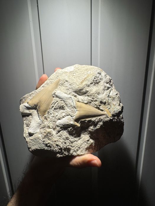 Coleção Fóssil/Fósseis