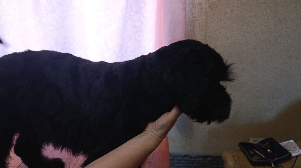 Щенки русского терьера