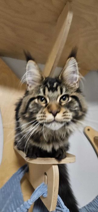 Kotka Maine Coon- KARMEN