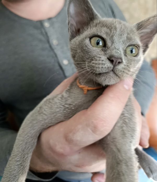 Кошечка бурма голубой окрас