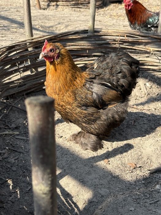 Karzełek kochin parka, kura, kogut