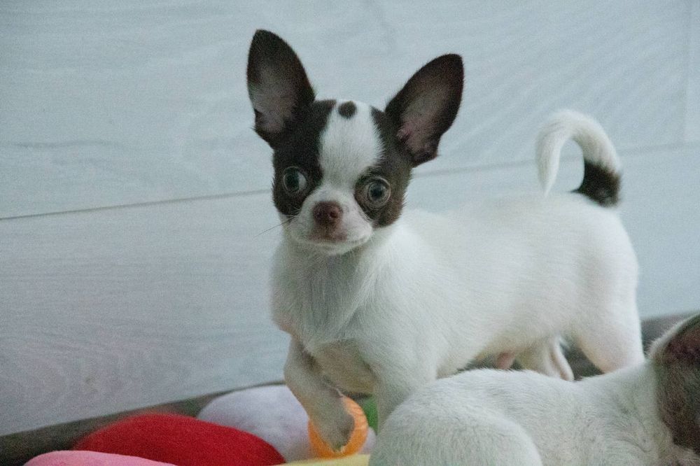 Хлопчик КСУ чихуахуа біло-шоколадний