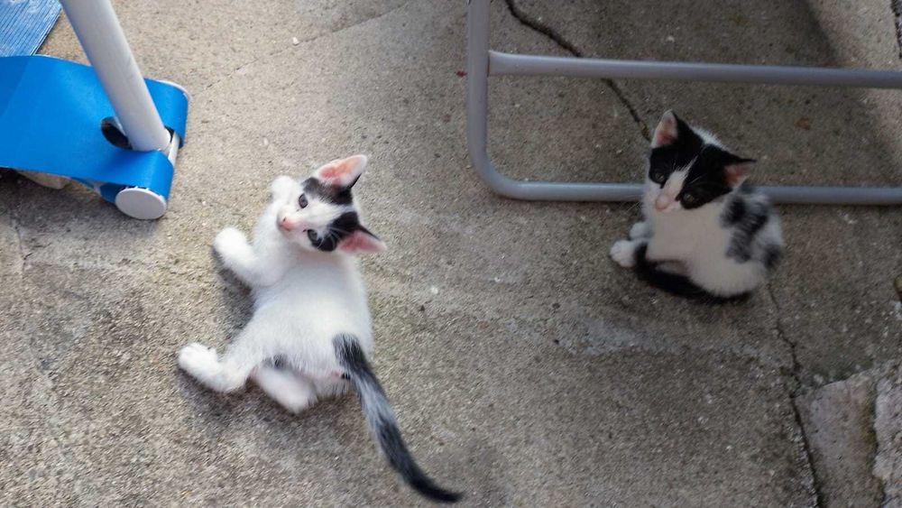 Animais para adoção