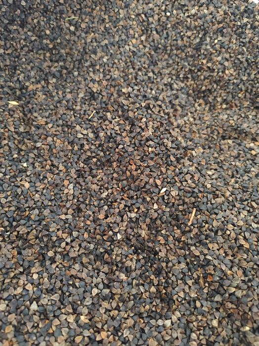 Gryka odmiana Korona