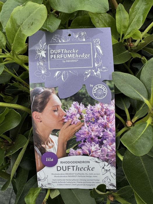 Rhododendron rozanecznik azalia