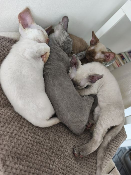 Kocurek Devon Rex zarezerwowany