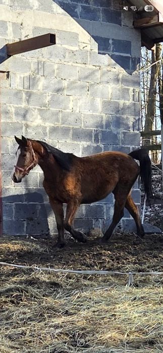 Sprzedam klacz 8-letnią