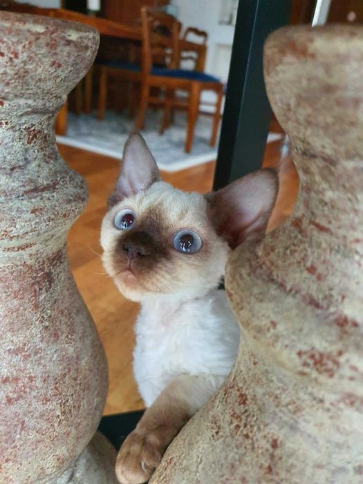 Kot Devon Rex Kociak Devon Devonek Rex Kociak