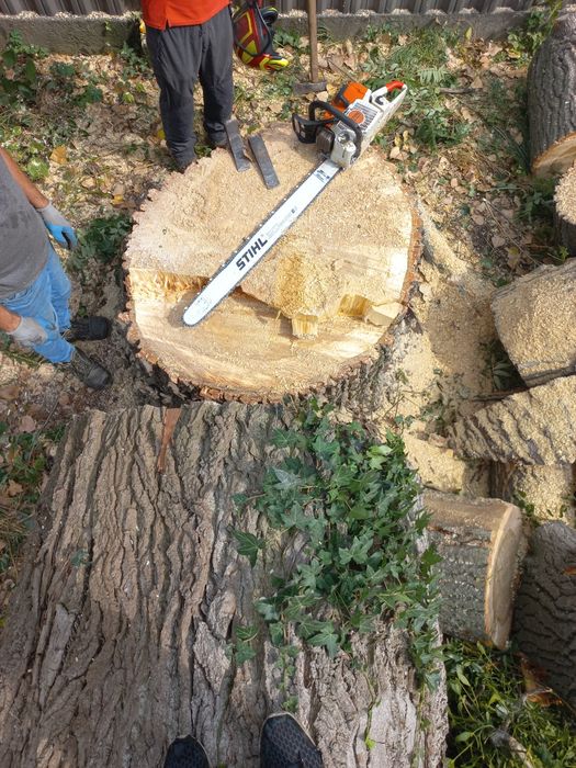 》》》Wycinka i Pielęgnacja Drzew《《《