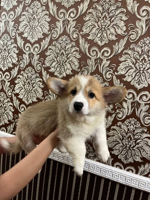 Дівчинка коргі пемброк