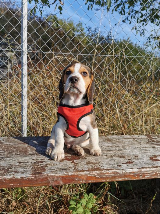 Beagle tricolor z rodowodem. Szczeniaki  wybitne!