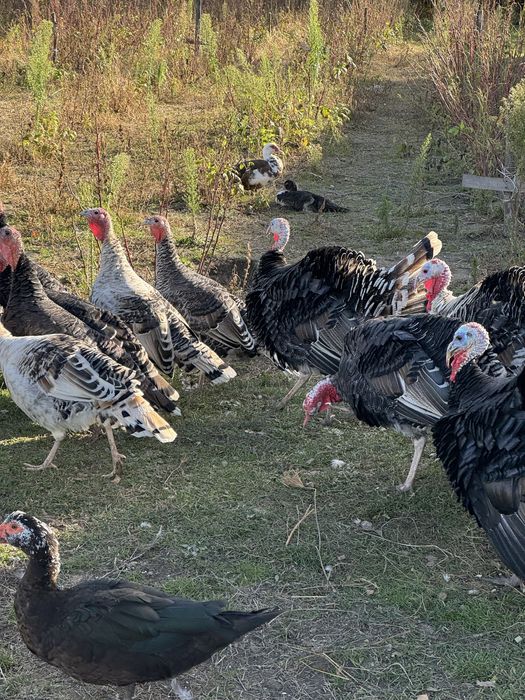Продам тушку або живою вагою індиків, качок