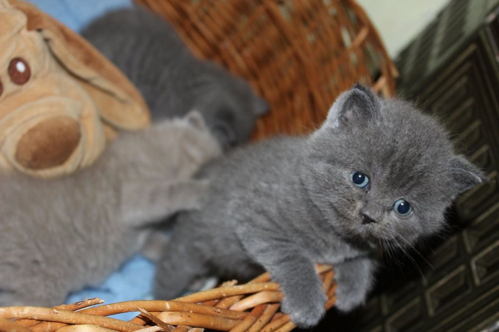 Британські малята хлопчик і дівчинка