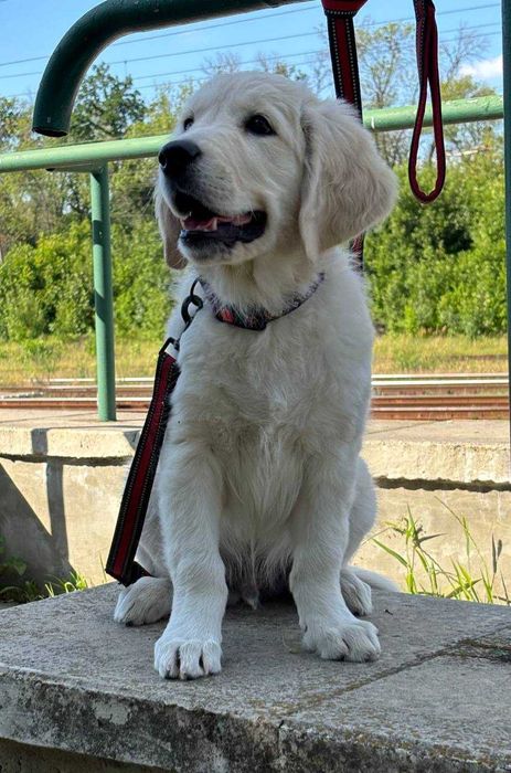 Цуценя  голден ретрівера