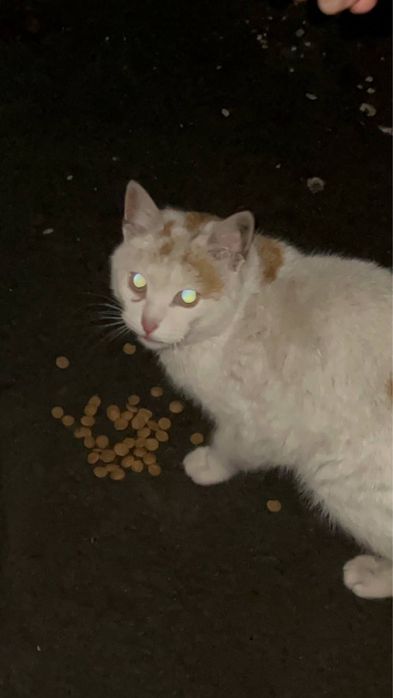 Сос!ищу дом кошечке!