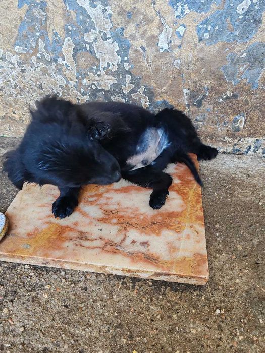 cachorro  Leão para adopção só para moradia e para quem o vacinar