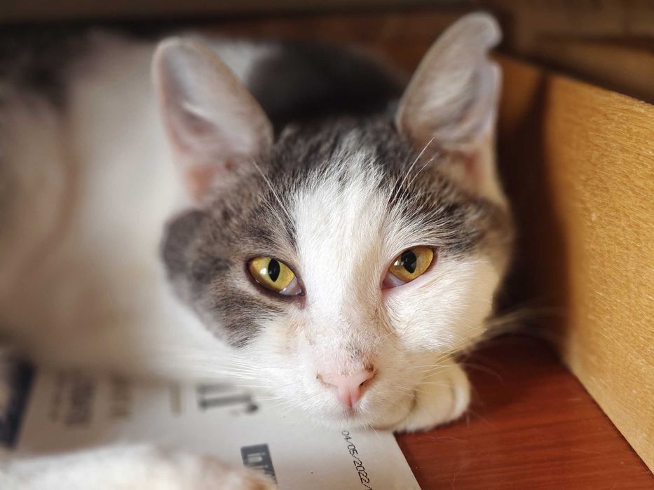 Красуня 1рік Фанні шукає дім кошеня кіт котик котенок коти кішка