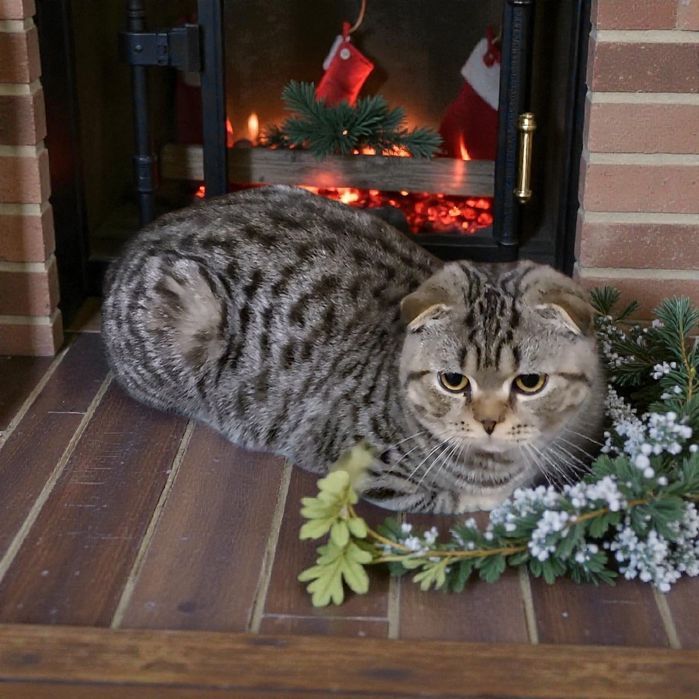 Срочно розпродажа котиков !