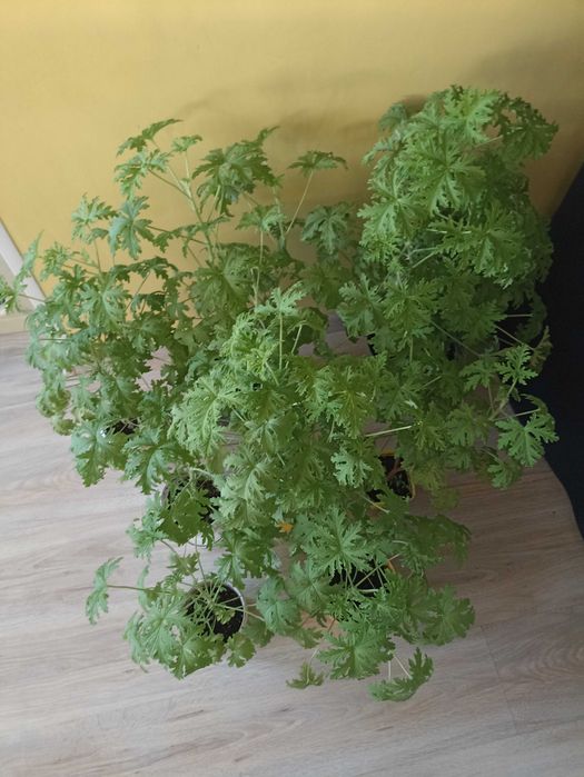 Rośliny doniczkowe: Geranium Anginka - 9 sztuk