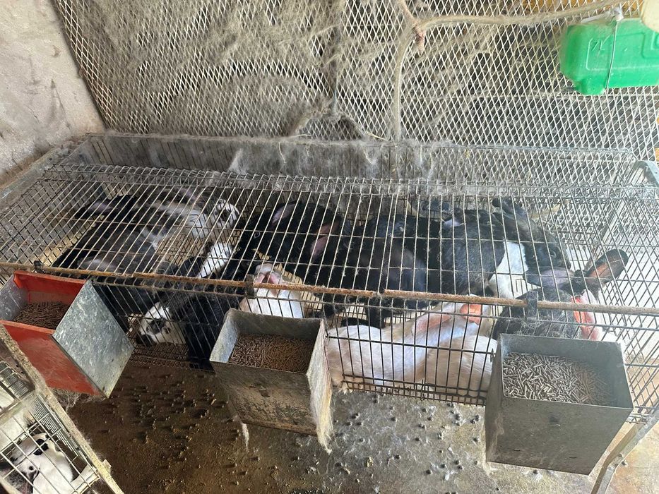 Vendo gaiolas para coelhos