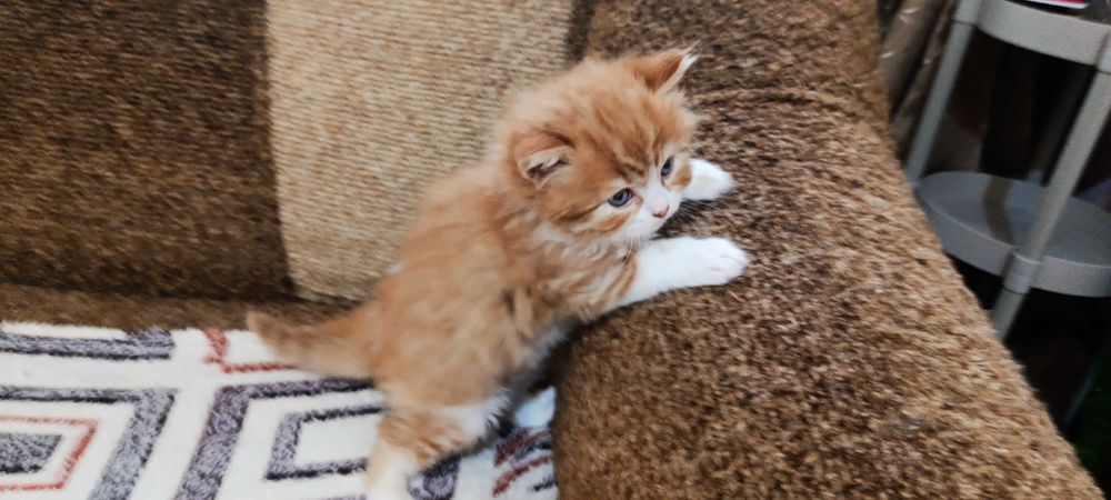Котик метис,шукає люблячу родину