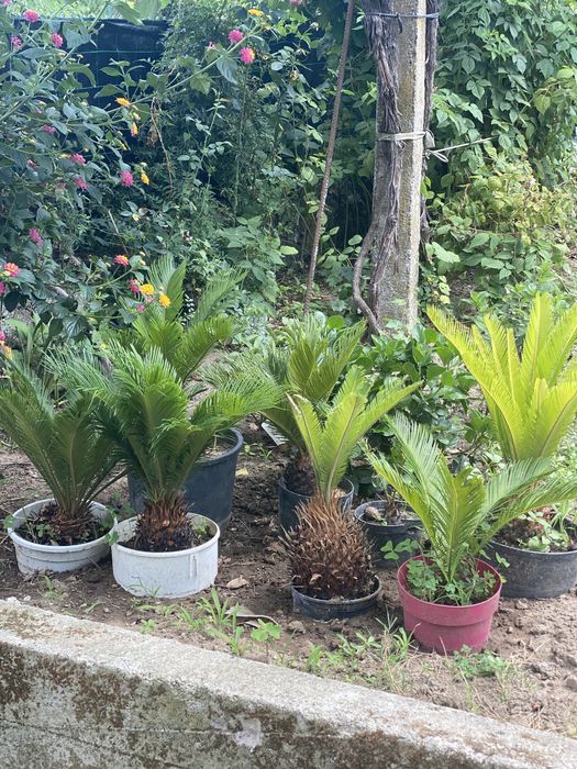 Sicas- sica - sicas - sica