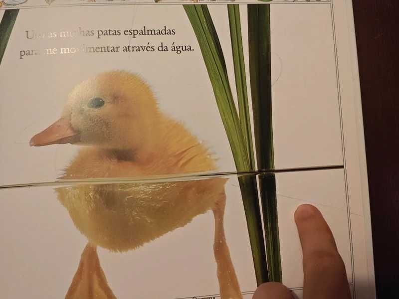 Vejam como eles crescem - Pato