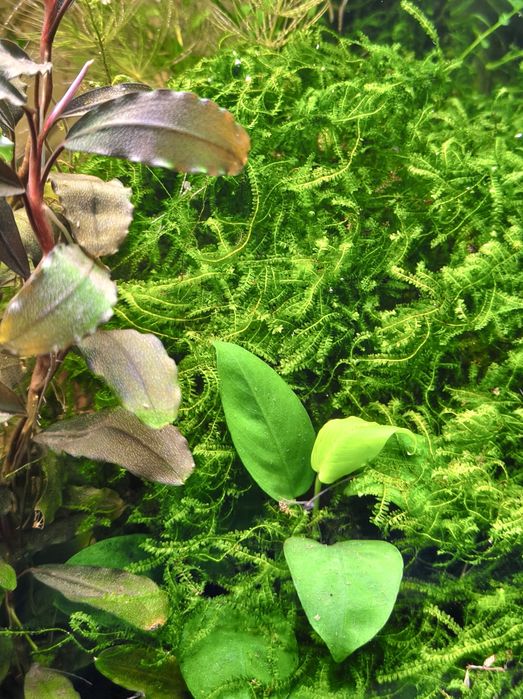 Pilo Moss - mech do akwarium