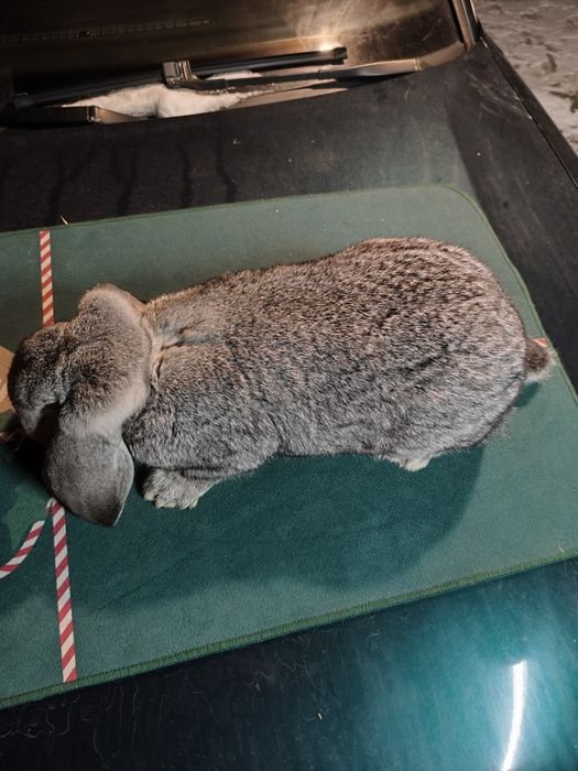 Samczyk Baran Francuski Szynszyl.