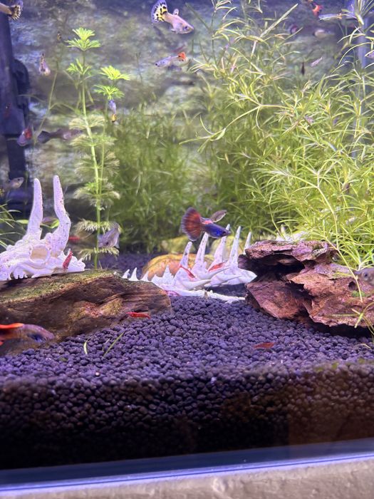 Guppy surtidos amarelo e laranja